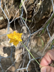 Calochortus barbatus