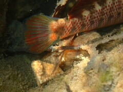 Etheostoma caeruleum