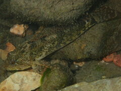 Cottus immaculatus