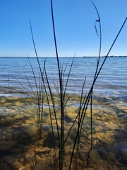 Schoenoplectus tabernaemontani