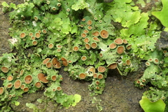 Lobariaceae