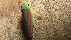 Graphocephala