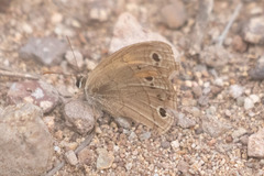 Cissia rubricata
