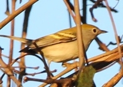 Setophaga pensylvanica