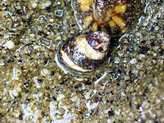 Littorina