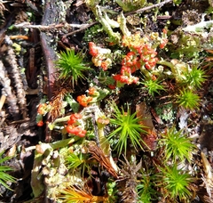 Cladonia cristatella