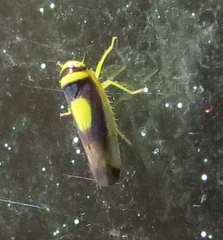 Colladonus clitellarius