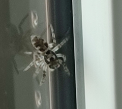 Salticus scenicus