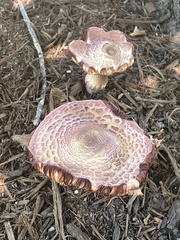 Leucoagaricus americanus