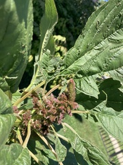 Amaranthus cruentus