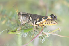Melanoplus eumera