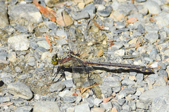 Dromogomphus spinosus