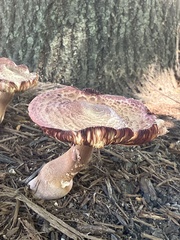 Leucoagaricus americanus
