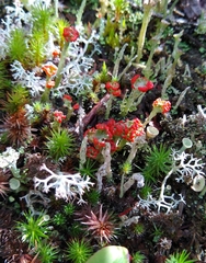 Cladonia cristatella