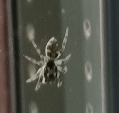 Salticus scenicus