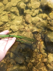 Schoenoplectus tabernaemontani