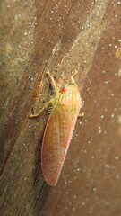Gyponana gladia