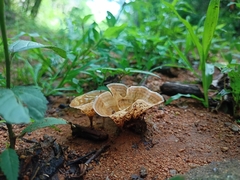 Basidiomycota