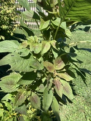 Amaranthus cruentus