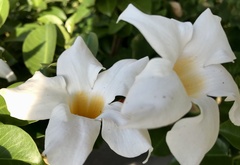 Mandevilla laxa