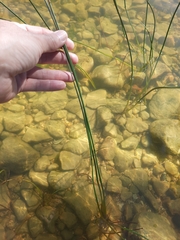 Schoenoplectus tabernaemontani