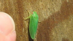 Gyponini