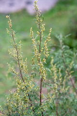 Artemisia gmelinii