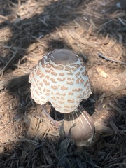 Leucoagaricus americanus