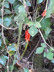 Arum maculatum