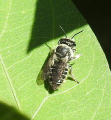 Megachile mendica