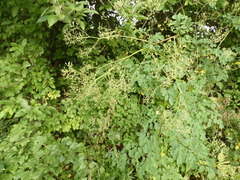 Thalictrum minus
