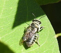 Megachile mendica