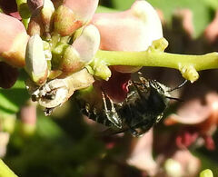 Megachile mendica