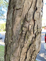 Malus prunifolia