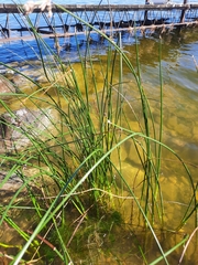 Schoenoplectus tabernaemontani