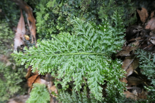 Image of Vandenboschia speciosa by (c) Rafael Medina, some rights reserved (CC BY)