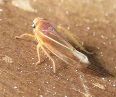 Idiodonus kennicotti