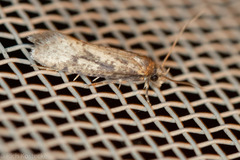 Amydria arizonella