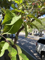 Malus prunifolia
