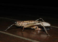 Ancistrocercus excelsior