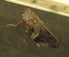 Lepyronia quadrangularis