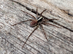 Pardosa lugubris