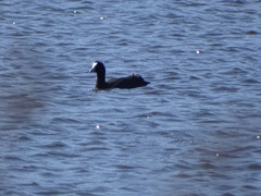 Fulica cristata