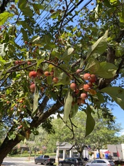 Malus prunifolia