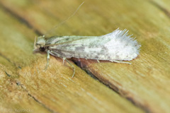 Amydria arizonella
