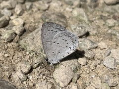 Celastrina