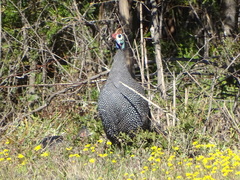 Numida meleagris coronatus