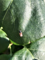 Oxycarenus lavaterae