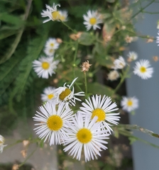 Erigeron