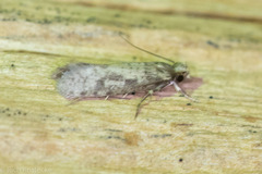 Amydria arizonella